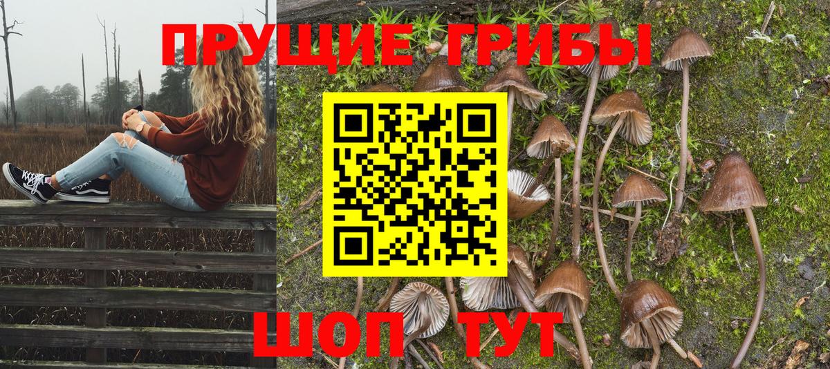 где можно купить наркотик  Псилоцибиновые грибы Psilocybe  Вход с VPN  Фрязино 